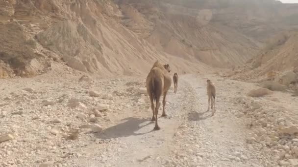 Road Wadi Oman — Wideo stockowe
