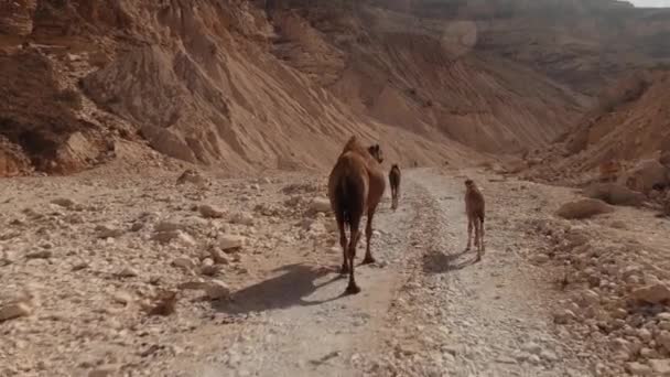 Road Wadi Oman — 图库视频影像