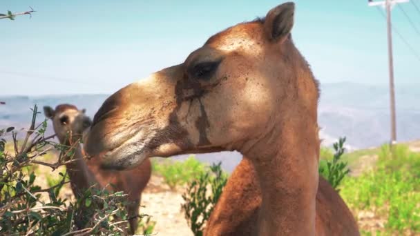 Footage Cute Camels Oman — стокове відео