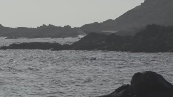 View Cluster Dolphins East Coast Oman — Αρχείο Βίντεο