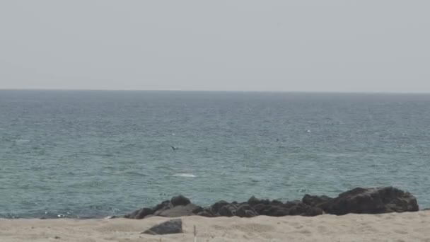 View Cluster Dolphins East Coast Oman — Αρχείο Βίντεο