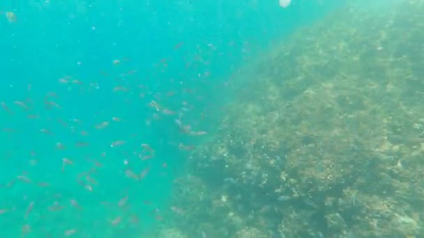Underwater Sea Life Arabic Sea Oman — Video Stock