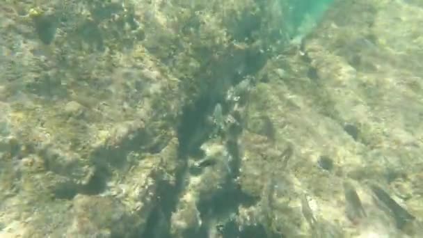 Underwater Sea Life Arabic Sea Oman — Stockvideo