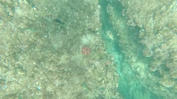 Underwater Sea Life Arabic Sea Oman — Stok video