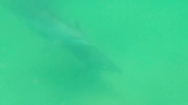 Underwater Photo Dolphins Oman — 图库视频影像