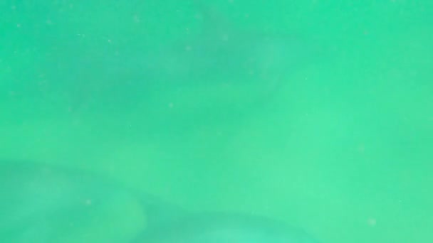 Underwater Photo Dolphins Oman — Αρχείο Βίντεο