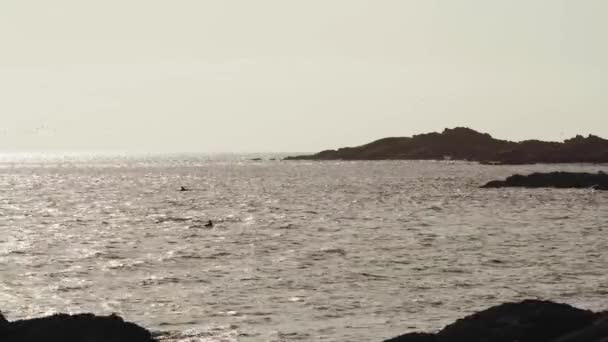 View Cluster Dolphins East Coast Oman — स्टॉक व्हिडिओ