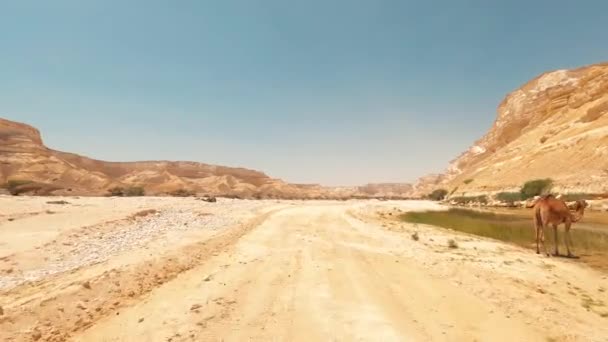 Driving Dirt Tracks Deserts Oman — Stok Video