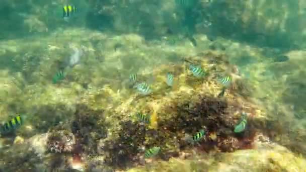 Underwater Sea Life Arabic Sea Oman — Stock videók