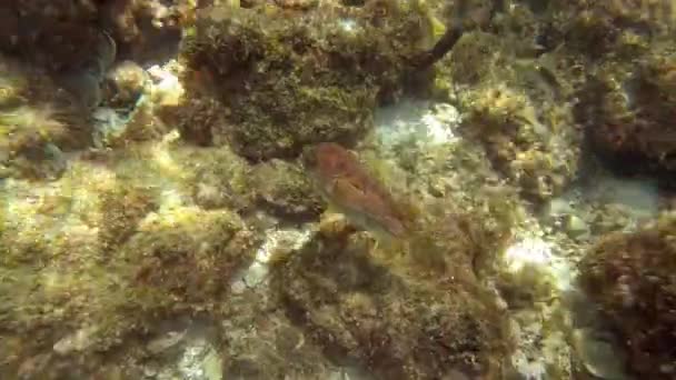 Underwater Sea Life Arabic Sea Oman — Stock video