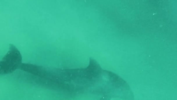 Underwater Photo Dolphins Oman — Αρχείο Βίντεο