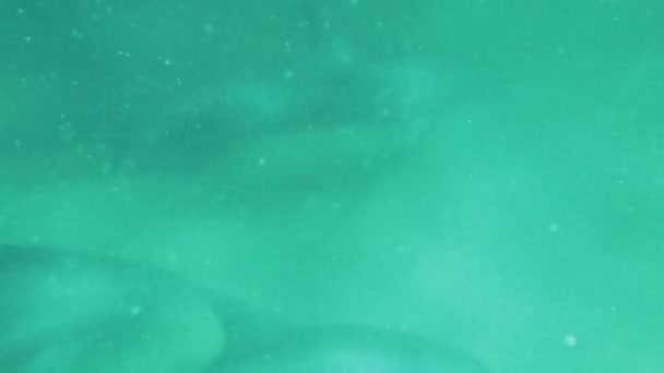 Underwater Photo Dolphins Oman — стоковое видео