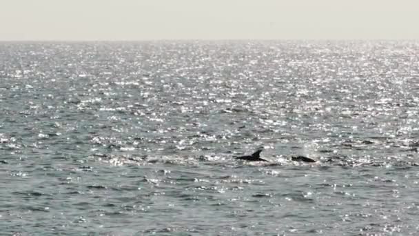 View Cluster Dolphins East Coast Oman — Stock Video