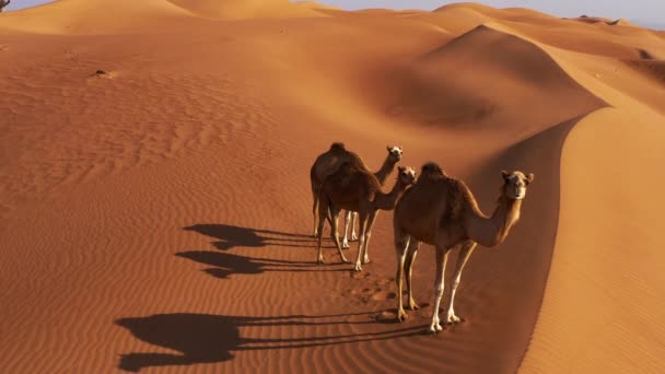 Aerial Camels Wahiba Sands Oman — стокове відео