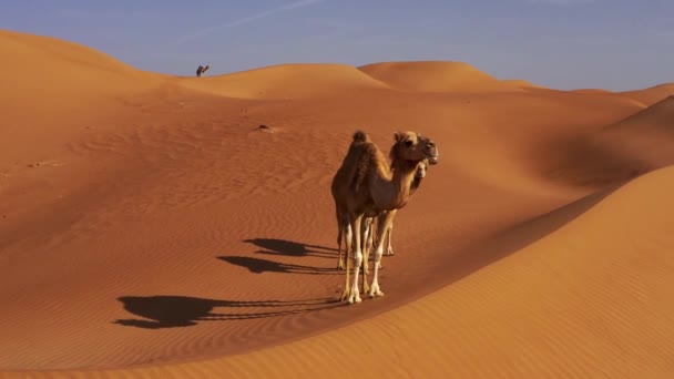Aerial Camels Wahiba Sands Oman — стокове відео