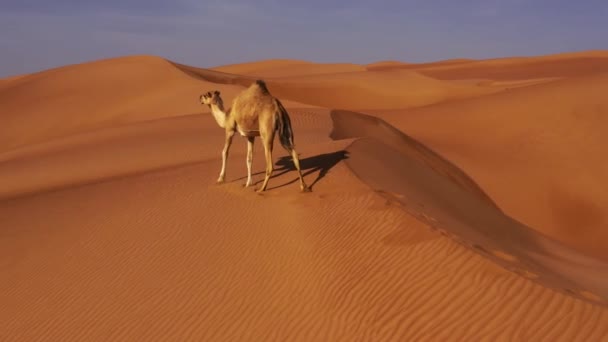 Aerial Camels Wahiba Sands Oman — стоковое видео
