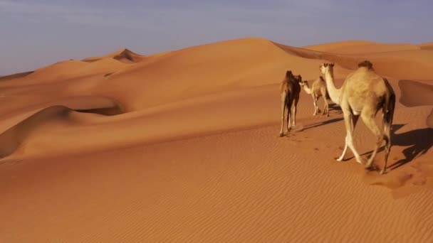 Aerial Camels Wahiba Sands Oman — Wideo stockowe