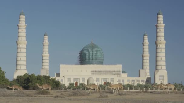 Sultan Qaboos Grote Moskee Sohar Oman Kamelen — Stockvideo