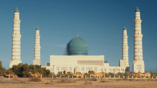 Sultan Qaboos Grote Moskee Sohar Oman Kamelen — Stockvideo