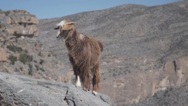Goat Jebel Shams Oman Graded Stabilized Version — Stok video