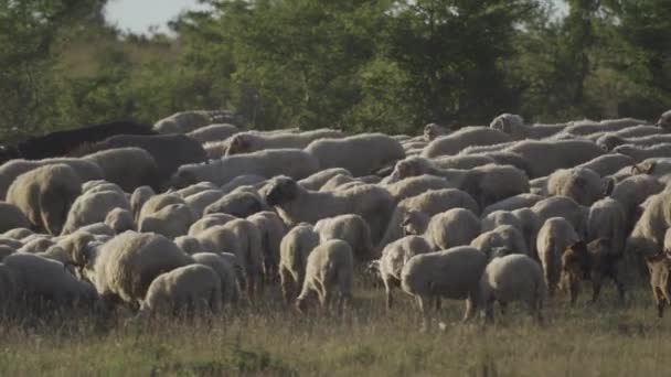 Flock Får Rumänien — Stockvideo