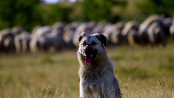 Sheep Dog Sheep Background Romania — Vídeos de Stock