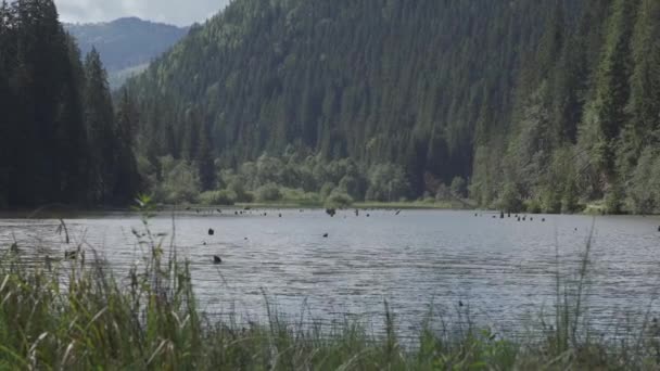 Red Lake Lacul Rosu Romania Materiale Nativo Direttamente Dalla Camma — Video Stock