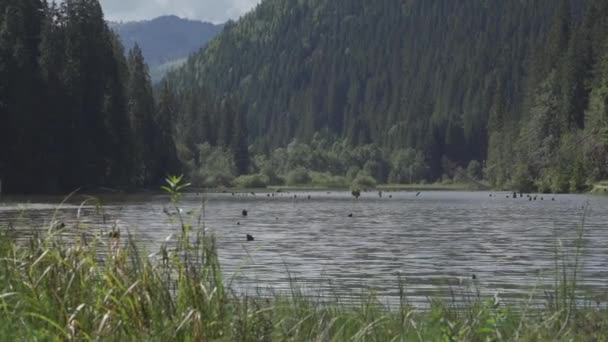 Red Lake Lacul Rosu Romania Materiale Nativo Direttamente Dalla Camma — Video Stock