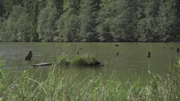 Kızıl Göl Lacul Rosu Romanya Kameranın Hemen Dışındaki Yerli Malzemeler — Stok video