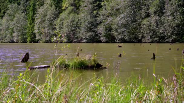 Red Lake Lacul Rosu Rumänien Ursprungligt Material Direkt Kameran Titta Royaltyfri Stockvideo