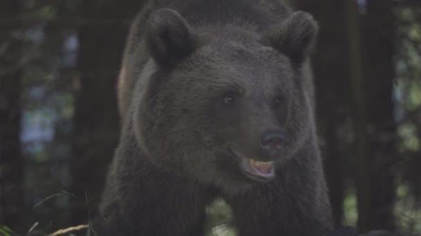 Brązowy Niedźwiedź Wzdłuż Transfagarasan Rumunia — Wideo stockowe