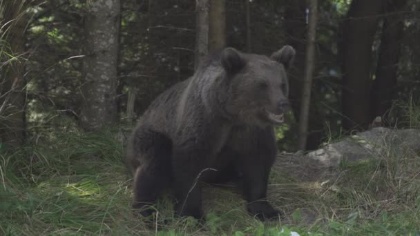 Brown Bear Transfagarasan Ρουμανία — Αρχείο Βίντεο