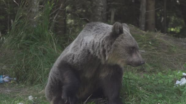 沿着罗马尼亚横贯大西洋的棕熊 — 图库视频影像