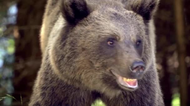 Urso Castanho Longo Transfagarasan Roménia — Vídeo de Stock