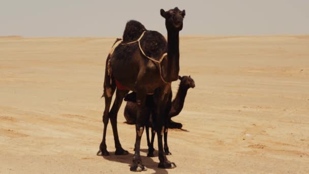 Kamelen Saoedi Arabische Woestijn — Stockvideo