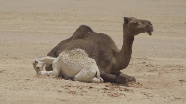 Camellos Desierto Arabia Saudita — Vídeos de Stock