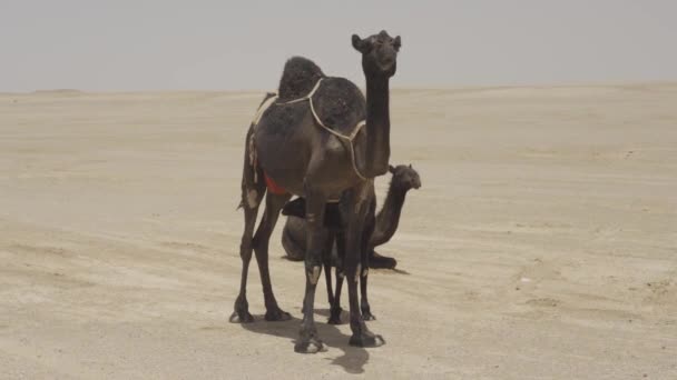 Kamelen Saoedi Arabische Woestijn — Stockvideo