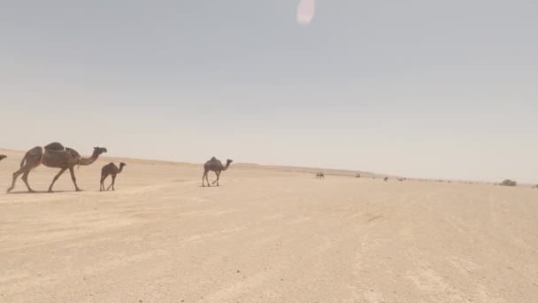 Guidare Fino Confini Del Mondo Arabia Saudita — Video Stock