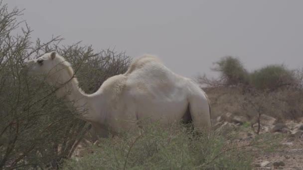 Wildlife Camels Saudi Arabia — Stockvideo