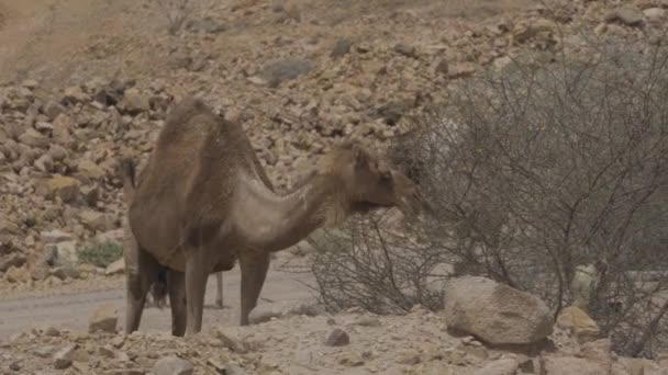 Wildlife Camels Saudi Arabia — Stok video