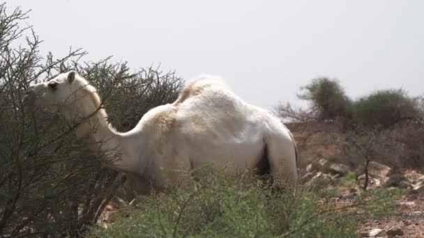 Wildlife Camels Saudi Arabia — ストック動画
