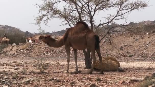Wildlife Camels Saudi Arabia — Αρχείο Βίντεο