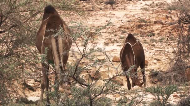 Wildlife Camels Saudi Arabia — стокове відео