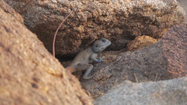 Wildlife Lizard Saudi Arabia Stone Desert — Vídeo de stock