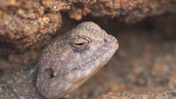 Wildlife Lizard Saudi Arabia Stone Desert — Stock video