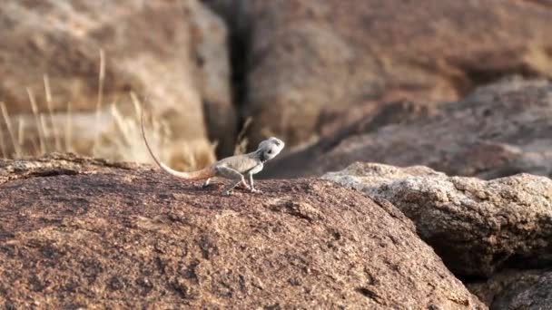 Wildlife Lizard Saudi Arabia Stone Desert — Wideo stockowe
