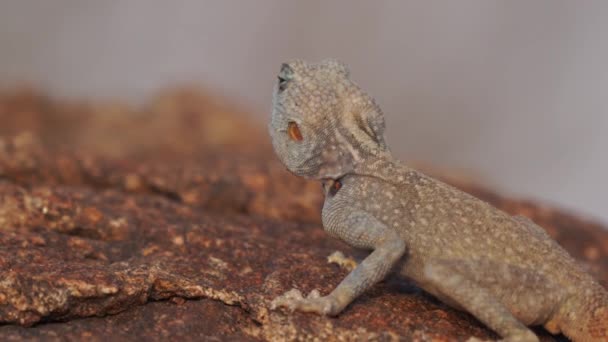 Wildlife Lizard Saudi Arabia Stone Desert — Stock video
