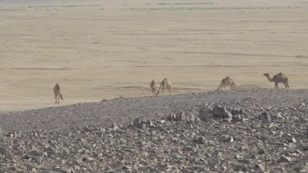 Camels Saudi Arabian Desert — Vídeos de Stock