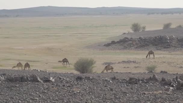 Camels Saudi Arabian Desert — Stok video
