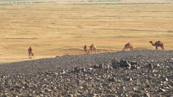 Camels Saudi Arabian Desert — Stock video